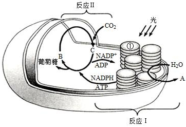 菁優(yōu)網(wǎng)