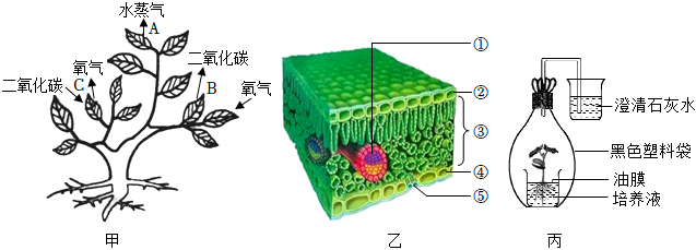 菁優(yōu)網(wǎng)