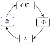 菁優(yōu)網(wǎng)