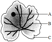 菁優(yōu)網(wǎng)