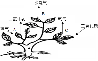 菁優(yōu)網(wǎng)