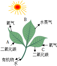 菁優(yōu)網(wǎng)