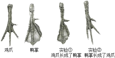 鸡爪与鸭掌的最大不同在于,鸡爪的趾骨间没有蹼状结构,但在胚胎发育形成趾的时期,这两种动物的趾间都有蹼状结构。为了探究蹼状结构的形成和消失是如何 ...