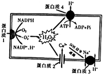 菁優(yōu)網(wǎng)