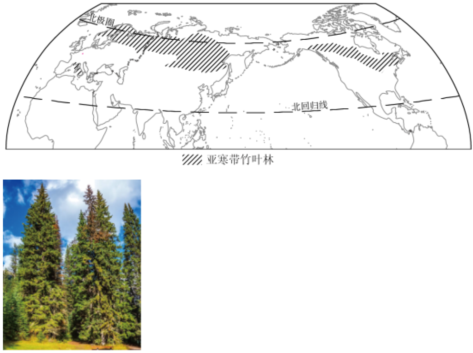 泰加林是指在北极苔原与温带大陆之间亚寒带针叶林带,它广泛分布于