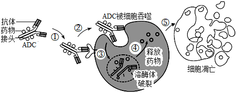 菁優(yōu)網