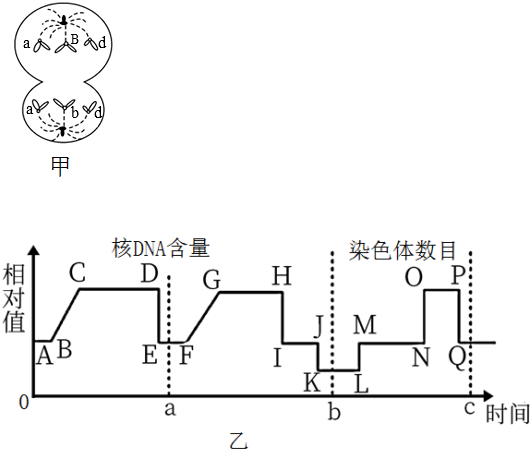 染色体模式图怎么画图片