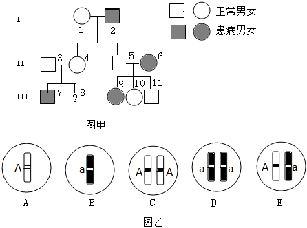 雌雄果蝇染色体图片