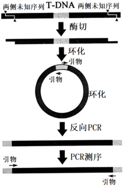 T-DNA插入失活技术是研究植物基因功能的常用方法。为确定T-DNA(碱基序列已知)的插入位置,往往需要用反向PCR技术测定插入部位的碱基序列 ...