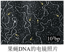 已知果蝇的基因组大小为1.8×108bp(bp表示碱基对),真核细胞中DNA复制的速度一般为50-100bp/s。如图为果蝇DNA的电镜照片 ...