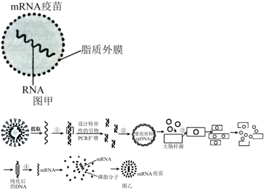 菁優(yōu)網