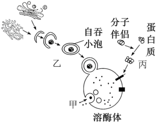 细胞亚显微结构图图片