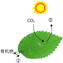 菁優(yōu)網(wǎng)