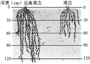 菁優(yōu)網