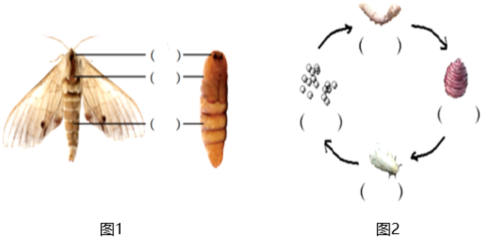 雌雄蚕蛾对照图片