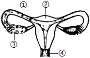 菁優(yōu)網(wǎng)