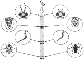 菁優(yōu)網