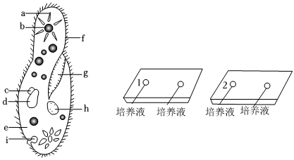 七上生物草履虫结构图图片