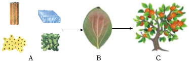 菁優(yōu)網