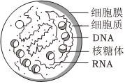 菁優(yōu)網