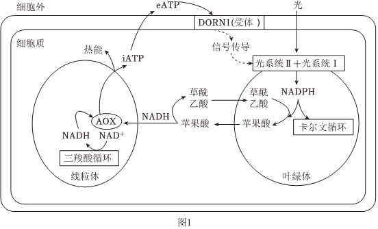 菁優(yōu)網