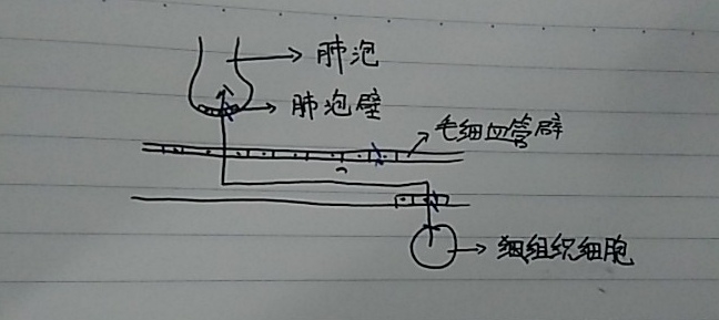 二氧化碳从组织细胞产生到肺泡共经过了几层细胞膜